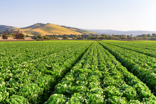 California’s New Agricultural Labor Relations Voter Choice Act Leaves Employers With No Good Options